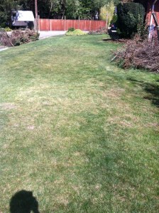 Here is the side yard. The grass was like a foot high (woops....) but now it's like white people live here.